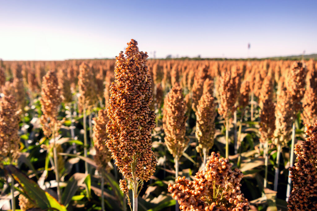 The Scoop: The PR struggle to make sorghum a hot new food trend